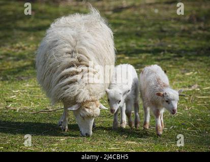 12 avril 2022, Brandebourg, Letschin/Kienitz Nord : deux agneaux nés quelques jours avant Pâques marchent à côté de leur mère, sur le terrain de l'« Erlenhof ». Les animaux appartiennent à un troupeau de la race de moutons Skudden, qui sont considérés comme sociables et curieux et sont respectueux de l'environnement, tondeuses à gazon sans danger. Photo: Soeren Stache/dpa/ZB Banque D'Images