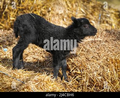 12 avril 2022, Brandebourg, Letschin/Kienitz Nord: Un agneau noir né quelques jours avant Pâques se tient encore un peu tirade sur ses jambes dans la paille sur les terres de l'Erlenhof. L'agneau appartient à un troupeau de la race de moutons Skudden, qui sont considérés comme sociables et curieux et sont respectueux de l'environnement, les tondeuses à gazon dur-travailler. Photo: Soeren Stache/dpa/ZB Banque D'Images