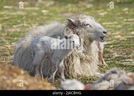 12 avril 2022, Brandebourg, Letschin/Kienitz Nord : un agneau blanc né quelques jours avant Pâques se trouve à côté de sa mère sur le terrain de l'Erlenhof. Les animaux appartiennent à un troupeau de la race de moutons Skudden, qui sont considérés comme sociables et curieux et sont respectueux de l'environnement, tondeuses à gazon sans danger. Photo: Soeren Stache/dpa/ZB Banque D'Images