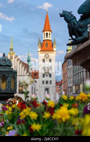 Ancienne mairie altes rathausin Marienplatz Munich printemps avec fleurs de printemps colorées. Banque D'Images