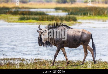 Flétrissement bleu adulte (Connochaetes taurinus) marchant au bord d'un lac à Zarafa, concession Selinda, nord-ouest du Botswana, sud de l'Afrique Banque D'Images