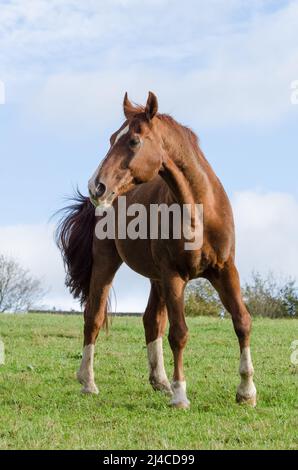 Cheval warmbood westphalien en Rhénanie-Palatinat, Allemagne Banque D'Images