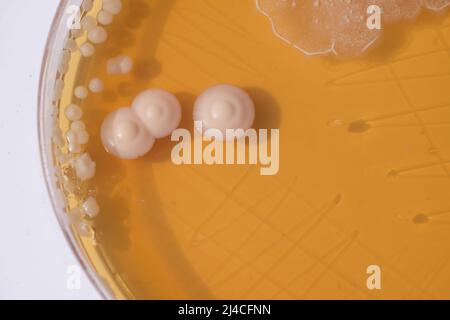 PHOTO DE GROS PLAN DES BACTÉRIES ET DES CHAMPIGNONS GRWOTH SUR MILIEU GÉLOSÉ DANS UNE PLAQUE EN PLASTIQUE Banque D'Images