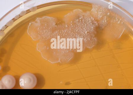 PHOTO DE GROS PLAN DES BACTÉRIES ET DES CHAMPIGNONS GRWOTH SUR MILIEU GÉLOSÉ DANS UNE PLAQUE EN PLASTIQUE Banque D'Images