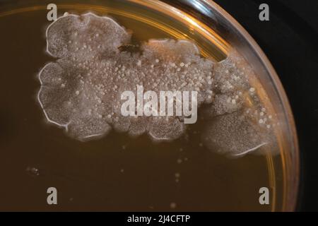 PHOTO DE GROS PLAN DES BACTÉRIES ET DES CHAMPIGNONS GRWOTH SUR MILIEU GÉLOSÉ DANS UNE PLAQUE EN PLASTIQUE Banque D'Images