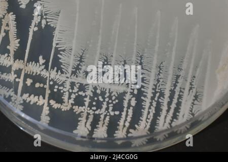 PHOTO DE GROS PLAN DES BACTÉRIES ET DES CHAMPIGNONS GRWOTH SUR MILIEU GÉLOSÉ DANS UNE PLAQUE EN PLASTIQUE Banque D'Images