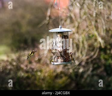 Un pingouin doré, Carduelis carduelis, volant vers une mangeoire d'oiseaux suspendue, avec un étourneau, Sturnus vulgaris mangeant des boules de suif Banque D'Images