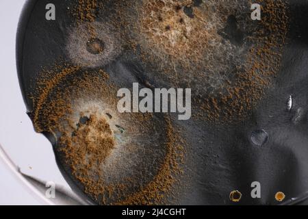 PHOTO DE GROS PLAN DES BACTÉRIES ET DES CHAMPIGNONS GRWOTH SUR MILIEU GÉLOSÉ DANS UNE PLAQUE EN PLASTIQUE Banque D'Images