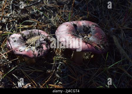 Russula atropurpurea, communément appelé le pourpre noir Russula ou le brittlegill violet. Vue de dessus d'un vieux champignon Russula. Banque D'Images