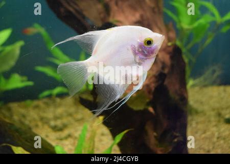 Aquarium d'eau douce planté d'angéloses argentées. Poissons-angéloses en réservoir avec fond flou (Pterophyllum scalare) Banque D'Images