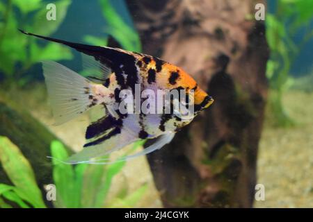 Koï Angelfish (Pterophyllum scalare) isolé dans des poissons-citernes avec un fond flou. Les poissons-angéloses d'eau douce, Pterophyllum scalare, sont l'un des plus pop Banque D'Images