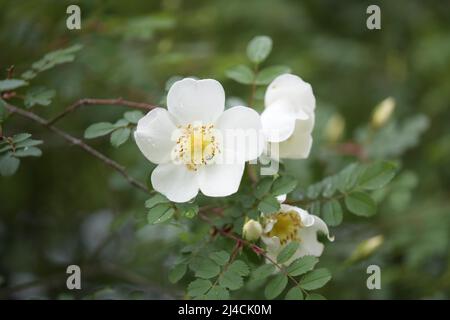 Burnet rose (Rosa spinossima), haie au bord de la forêt en pleine floraison, Diesfordter Wald, Rhénanie-du-Nord-Westphalie Banque D'Images