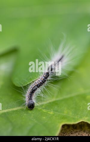 Papillon des chênes (Thaumetopoea processionea), deux chenilles rampant sur une feuille de chêne, Diesfordter Wald, Rhénanie-du-Nord-Westphalie Banque D'Images