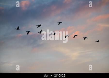 Grue commune (Grus Grus), un groupe d'oiseaux volant dans le ciel de la soirée romantique coloré par le soleil, Basse-Saxe Banque D'Images