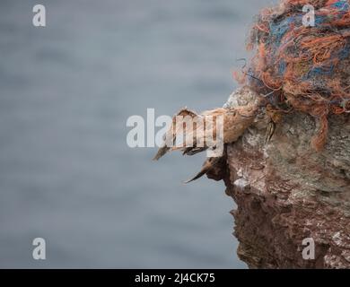 Gantet du Nord (Morus bassanus), oiseau suspendu mort de filets de pêche accrochés sur le rocher, déchets plastiques de pollution, Schleswig-Holstein, Allemagne Banque D'Images