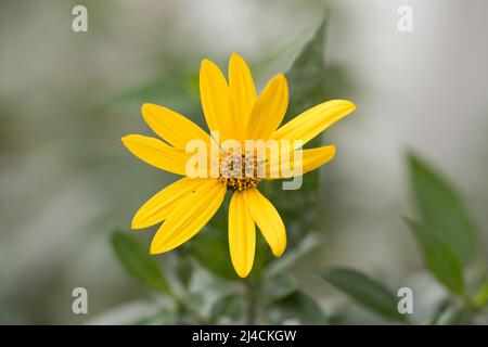 Artichaut de Jérusalem (Helianthus tuberosus), fleur d'en haut, plante alimentaire dans le jardin, Velbert, Allemagne Banque D'Images