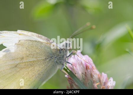 Petit blanc (Pieris rapae), papillon avec des ailes gravement endommagées se trouve sur le trèfle rouge (Trifolium pratense) et alimente, Velbert, Allemagne Banque D'Images