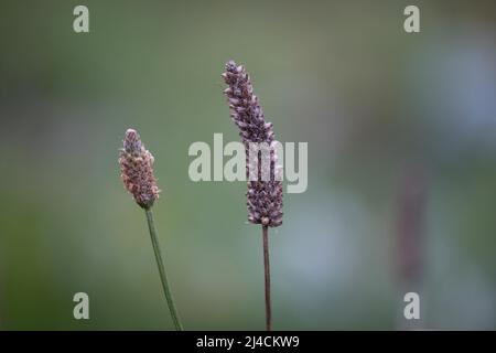 Plantain de Ribwort (Plantago lanceolata), inflorescence, plante médicinale, Velbert, Allemagne Banque D'Images