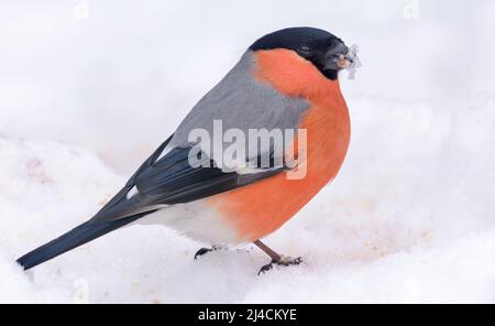 Le Bullfinch eurasien mâle (Pyrrhula pyrrhula) est assis sur une neige profonde avec un fond blanc propre Banque D'Images