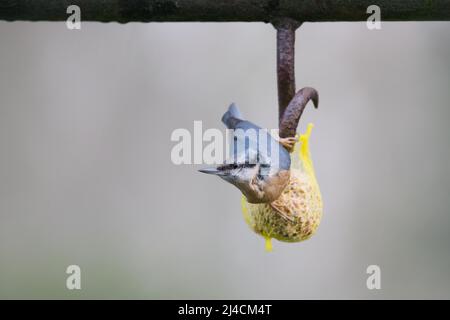 Le Nuthatch eurasien (Sitta europaea), assis sur un titmouse qui se déverse dans une station d'alimentation, Düsseldorf, Allemagne Banque D'Images