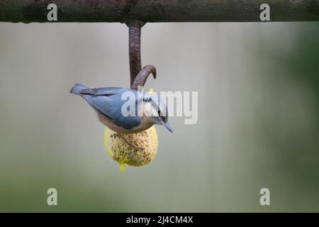 Le Nuthatch eurasien (Sitta europaea), assis sur un titmouse qui se déverse dans une station d'alimentation, Düsseldorf, Allemagne Banque D'Images