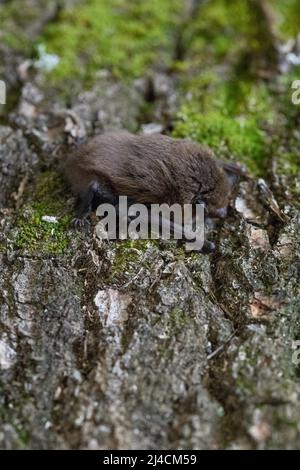 Pipistrelle commune (Pipistrellus pipistrellus), sur écorce surcultivée avec de la mousse, Wuppertal, Allemagne Banque D'Images