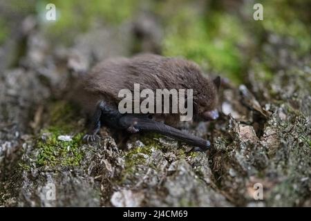 Pipistrelle commune (Pipistrellus pipistrellus), sur écorce surcultivée avec de la mousse, Wuppertal, Allemagne Banque D'Images