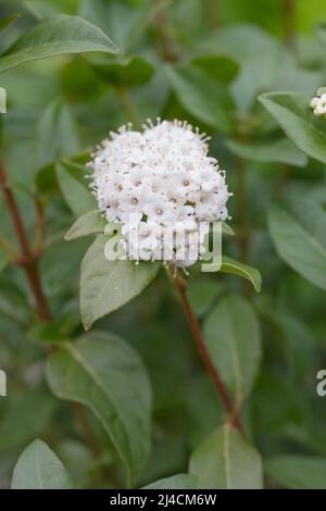 Laurustinus (Viburnum tinus), plante ornementale qui fleurit dans le jardin, Velbert, Allemagne Banque D'Images