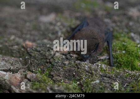 Pipistrelle commune (Pipistrellus pipistrellus), sur écorce surcultivée avec de la mousse, Wuppertal, Allemagne Banque D'Images