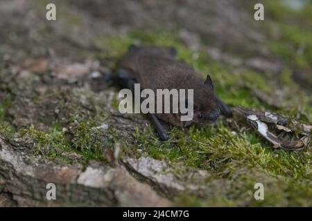 Pipistrelle commune (Pipistrellus pipistrellus), sur écorce surcultivée avec de la mousse, Wuppertal, Allemagne Banque D'Images