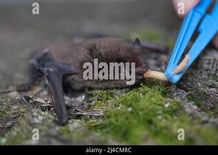 Pipistrelle commune (Pipistrellus pipistrellus), alimentation dans une station d'alimentation pour les animaux blessés, Wuppertal, Allemagne Banque D'Images