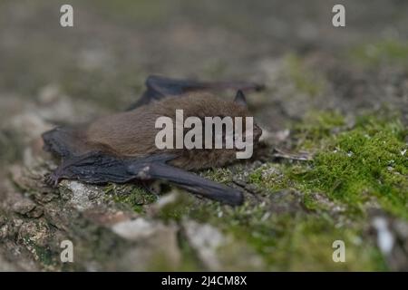 Pipistrelle commune (Pipistrellus pipistrellus), sur écorce surcultivée avec de la mousse, Wuppertal, Allemagne Banque D'Images