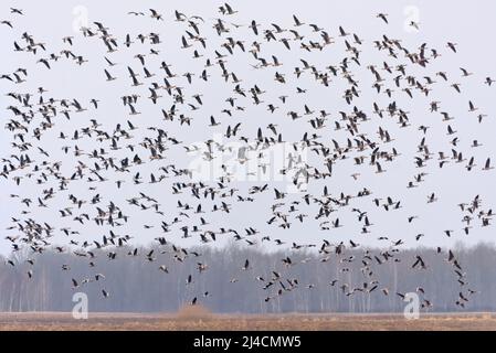 Au printemps, un grand troupeau d'oies des haricots (Anser fabalis) et de grandes Oies rieuses (Anser albifrons) survolent les arbres près du champ Banque D'Images