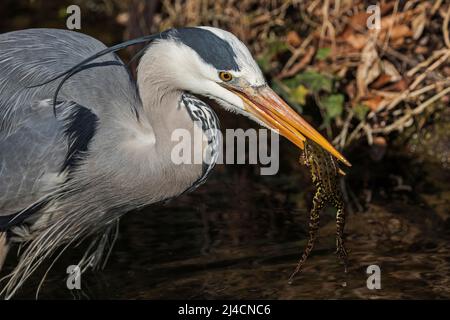 Héron gris (Ardea cinerea), également héron gris, debout dans l'eau, attrapant la grenouille avec bec, Baden-Wuerttemberg, Allemagne Banque D'Images