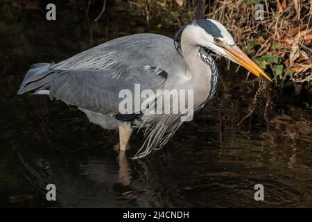 Héron gris (Ardea cinerea), également héron gris, debout dans l'eau, attrapant la grenouille avec bec, Baden-Wuerttemberg, Allemagne Banque D'Images