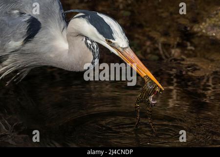 Héron gris (Ardea cinerea), également héron gris, debout dans l'eau, attrapant la grenouille avec bec, Baden-Wuerttemberg, Allemagne Banque D'Images