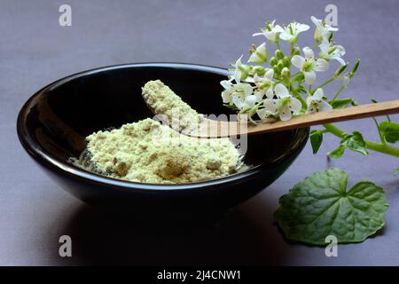 Wasabi (Wasabia japonica) avec spatule dans un bol, fleur et feuille de wasabi, wasabi Banque D'Images