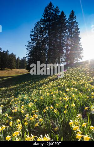 Daffodil sauvage (Narcissus pseudophonarcisse), avec soleil sur le Col de la vue des Alpes, Canton de Neuchâtel, Suisse Banque D'Images