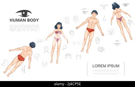 Modèle d'anatomie humaine de dessin animé avec homme et femme devant et illustration du vecteur des organes internes des parties du corps de la vue arrière Illustration de Vecteur