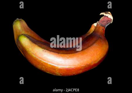 Bananes rouges (Musa acuminata), studio de photographie avec fond noir Banque D'Images