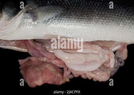 Halb ausgenommer Wolfsbarsch (Dicentrarchus labrax), Studiofografie mit schwarzem hintergrund Banque D'Images