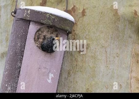 Star (Sturnus vulgaris) schaut aus Vogelnistkasten, Hessen, Deutschland Banque D'Images