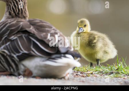 Graugans (Anser anser), Kueken, Goessel, Tierkind, steht neben Altvogel, Hessen, Allemagne Banque D'Images