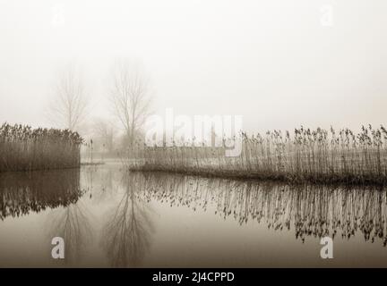 Brume matinale d'automne sur la ceinture de roseaux avec des arbres sur la rive de Mondsee, couleurs sépia, Mondseeland, Salzkammergut, haute-Autriche, Autriche Banque D'Images