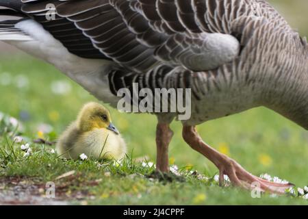 Graugans (Anser anser), Kueken, Goessel, Tierkind, Hesse, Allemagne Banque D'Images