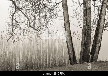 Brume matinale d'automne sur la ceinture de roseaux avec des arbres sur la rive de Mondsee, couleurs sépia, Mondseeland, Salzkammergut, haute-Autriche, Autriche Banque D'Images