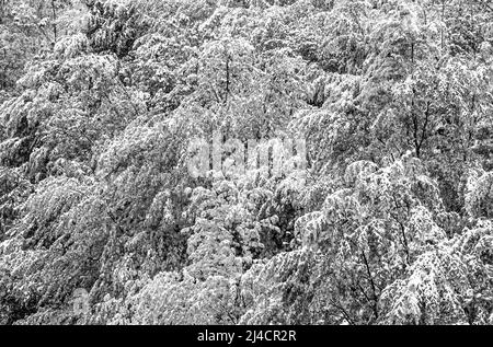 Arbres à feuilles caduques recouverts de neige, début de l'hiver au printemps, SW photo, haute-Autriche, Autriche Banque D'Images