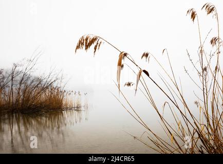 Couper le roseau sur le rivage dans la brume matinale, paysage d'automne, Mondsee, Salzkammergut, haute-Autriche, Autriche Banque D'Images