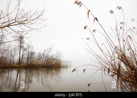 Couper le roseau sur le rivage dans la brume matinale, paysage d'automne, Mondsee, Salzkammergut, haute-Autriche, Autriche Banque D'Images