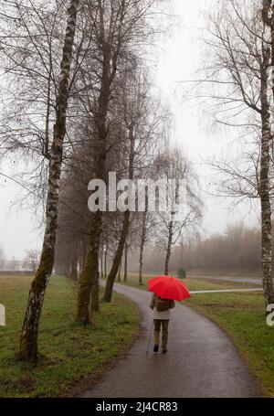 Femme avec un parapluie rouge marchant le long d'une avenue de bouleau, paysage d'automne, Mondsee, Salzkammergut, haute-Autriche, Autriche Banque D'Images